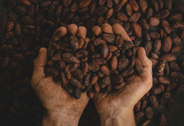 Fèves cacao